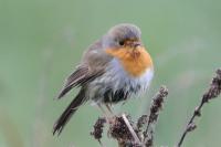 Erithacus rubecula