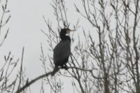 Phalacrocorax carbo