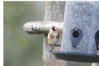Carduelis carduelis