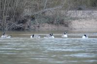 Branta canadensis