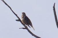Turdus viscivorus