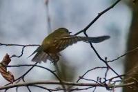 Regulus regulus