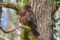 Buteo buteo