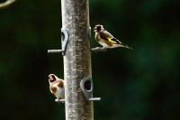 Carduelis carduelis