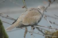 Streptopelia decaocto