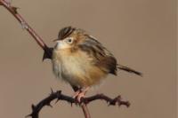 Cisticola juncidis