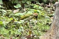 Picus viridis