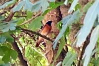 Phoenicurus phoenicurus