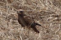 Circus aeruginosus