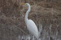 Ardea alba