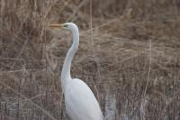 Ardea alba