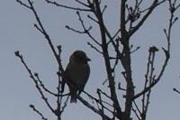 Coccothraustes coccothraustes