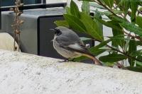 Phoenicurus ochruros