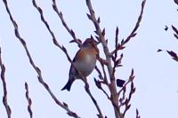 Fringilla montifringilla