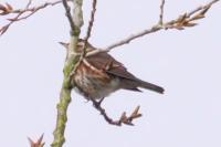 Turdus iliacus
