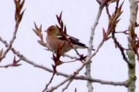 Fringilla coelebs