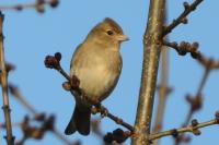 Fringilla coelebs