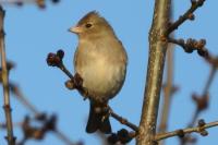 Fringilla coelebs