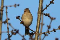 Fringilla coelebs