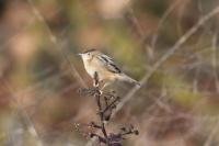 Cisticola juncidis