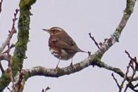 Turdus iliacus