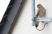 Falco tinnunculus