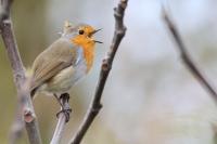 Erithacus rubecula