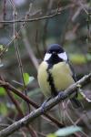 Parus major