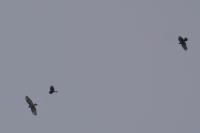 Buteo buteo