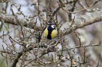Parus major