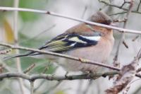 Fringilla coelebs