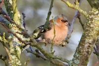Fringilla coelebs