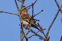 Fringilla montifringilla