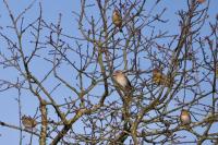 Fringilla montifringilla