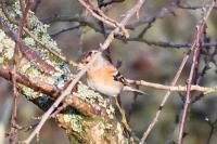 Fringilla montifringilla