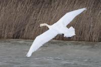 Cygnus olor