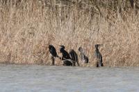 Phalacrocorax carbo
