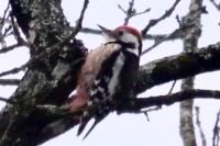 Dendrocopos medius