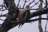 Dendrocopos medius