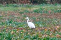 Ardea alba