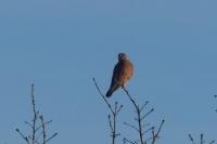 Falco tinnunculus