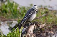 Motacilla alba
