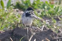 Motacilla alba