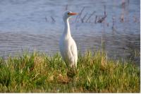 Bubulcus ibis