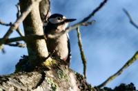 Dendrocopos major