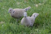 Streptopelia decaocto