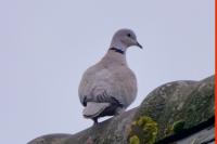 Streptopelia decaocto