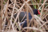 Gallinula chloropus