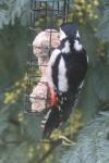 Dendrocopos major