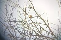 Emberiza cirlus